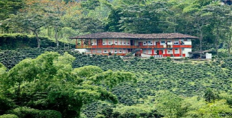 Coffee farm in Monteloro, Valle del Cauca, with coffee plants covering the hillside