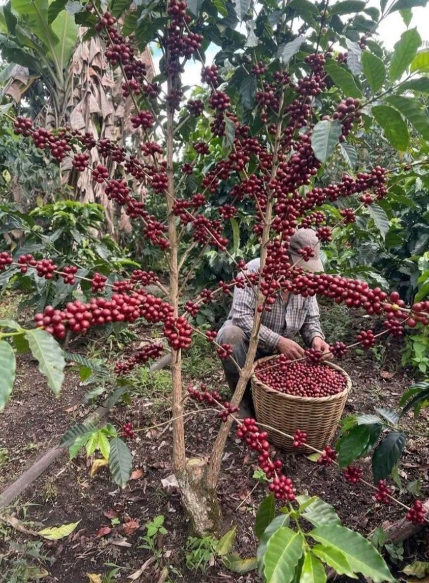 Harvester picking ripe red coffee cherries by hand into a woven basket